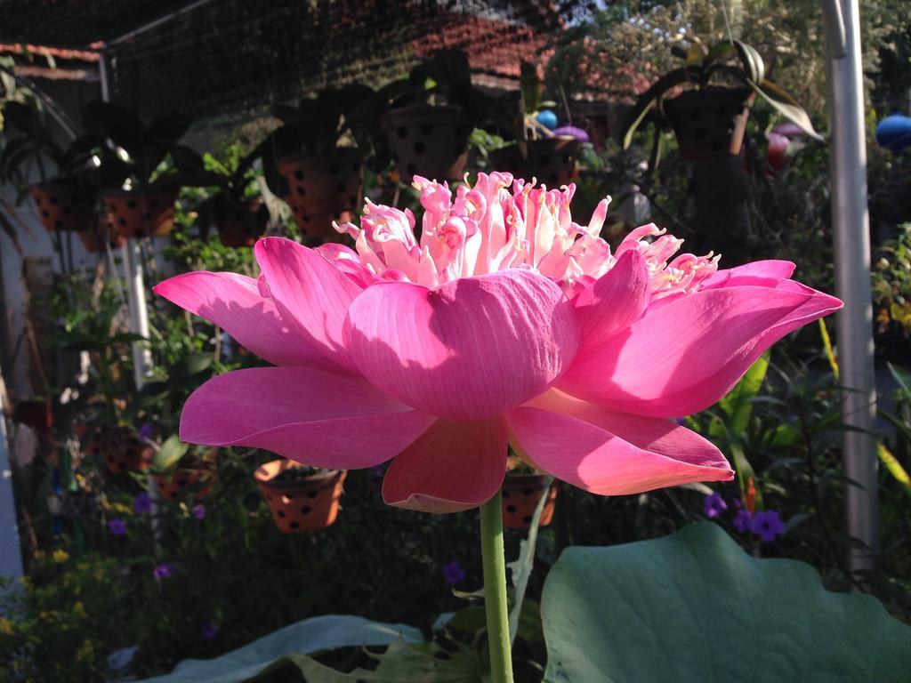 Charming Homestay Hoi An Exteriör bild