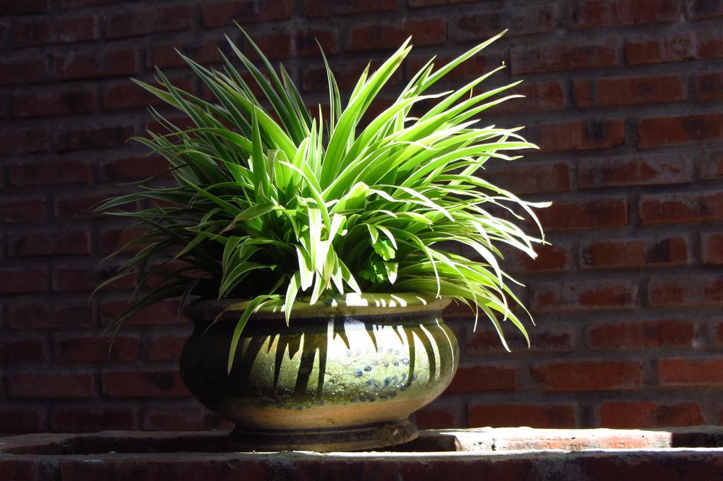 Charming Homestay Hoi An Exteriör bild