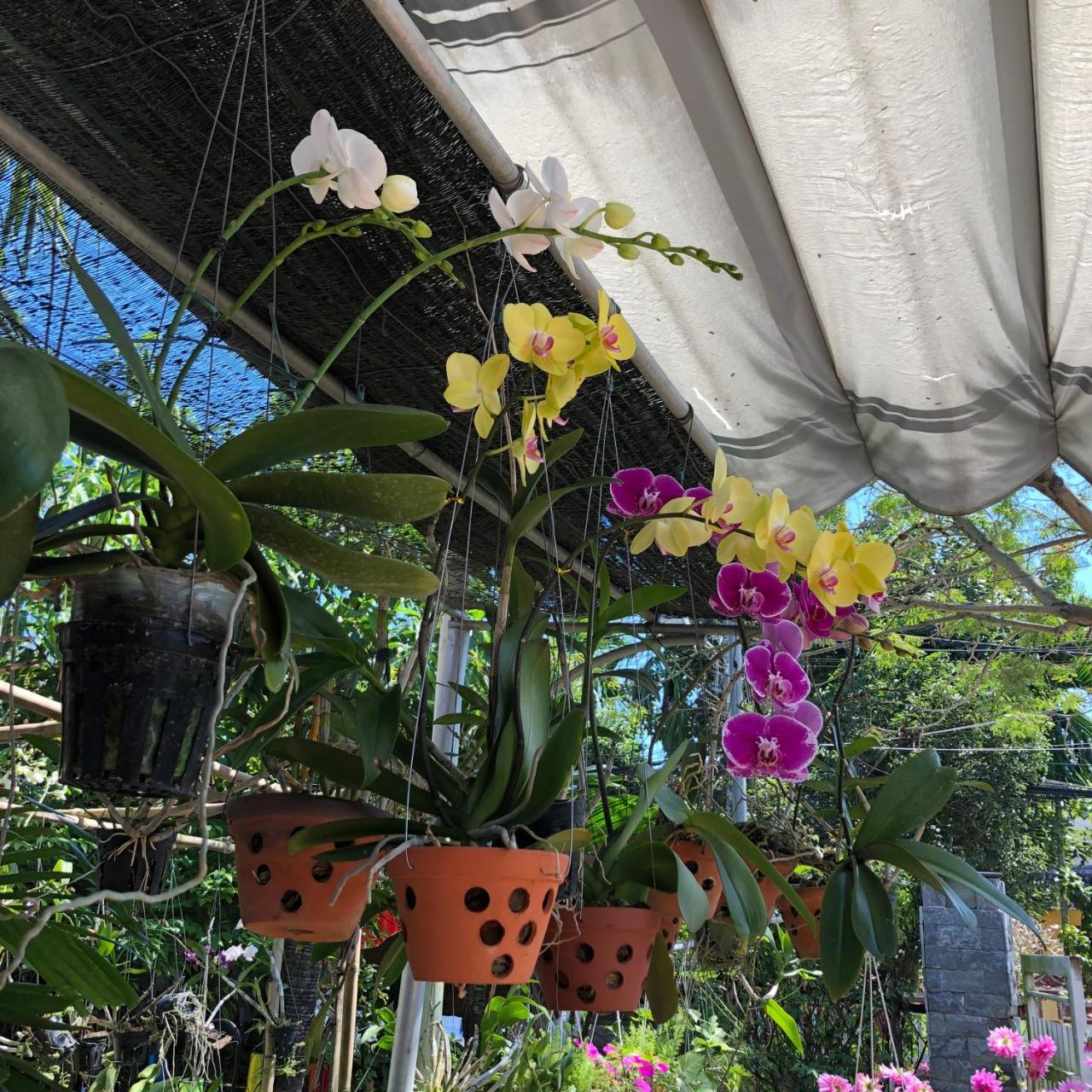 Charming Homestay Hoi An Exteriör bild